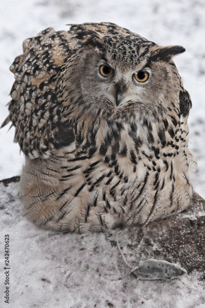 Fototapeta premium A big owl- eagle owl (Eurasian eagle-owl) sits on a snowy background