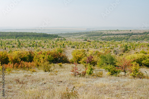 Ravine in the steppe. Ukraine. Forest in the steppe landscape. Forest formation.