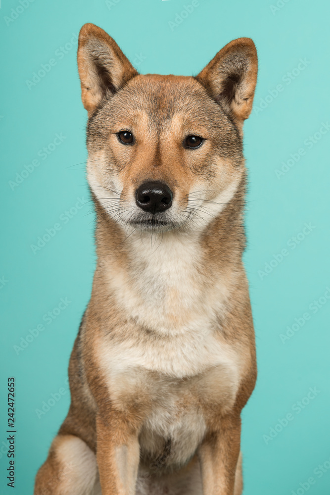 Portrait of a Shikoku dog a japanese breed looking at the camera on a turquoise blue background