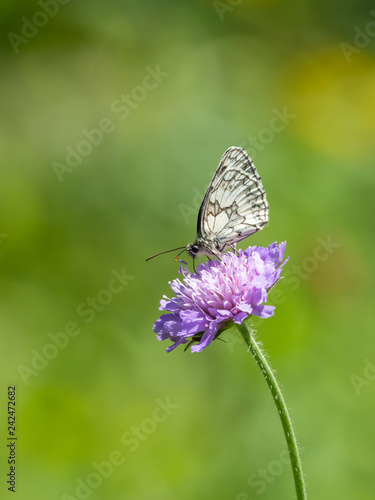 Marbled White Butterfly ( Melanargia galathea ) on a Scabious