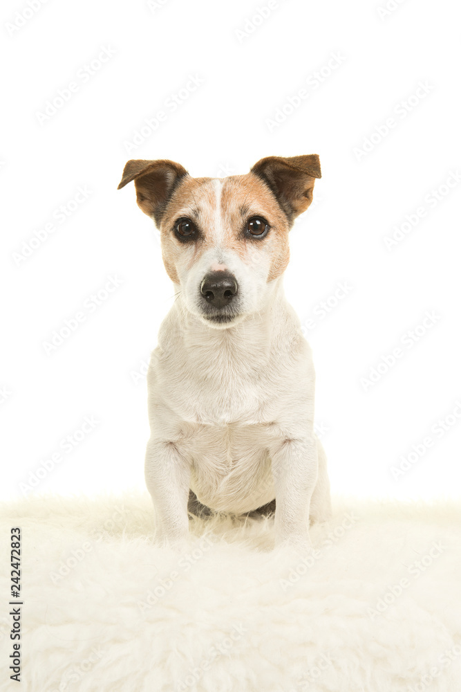 Cute jack russell dog sitting on a white fur on a white background