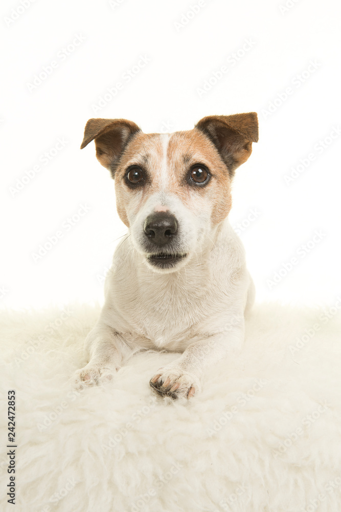 Cute jack russell dog lying down on a white fur on a white background