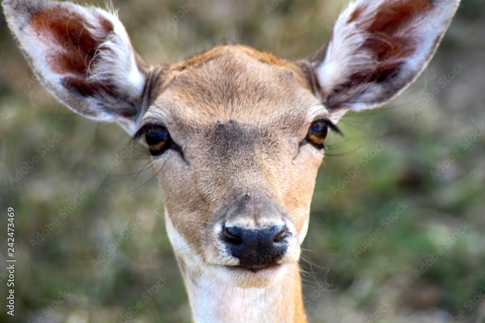Deer head close up