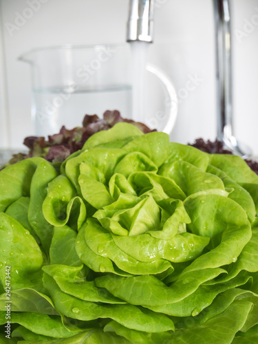 Green lettuce salad head in the kitchen sink.