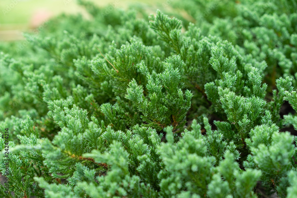 Backgrounds small tree green Backgrounds small tree green