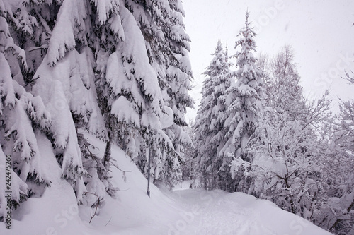 winter forest deep snow cold trees white beautiful