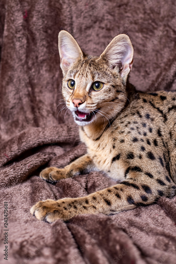 Savannah F1 (Hybrid of the Serval and a Savannah F2) foto de Stock | Adobe  Stock