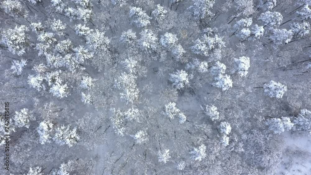 Flight above forest scenery after first snow 4K drone footage Flight above forest scenery after first snow 4K drone footage