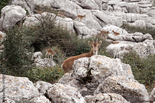 Wild goat looking at camera in El Torcal of Antequera, in Malaga. Background with group of goats, fauna and vegetation of this natural reserve.