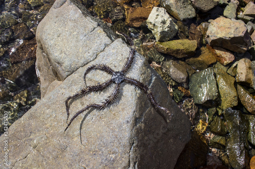 starfish on a rock