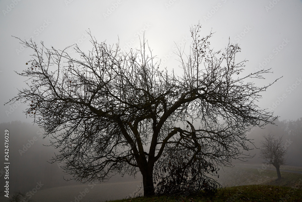 gloomy winter sun bald isolated black tree gloomy winter sun bald isolated black tree