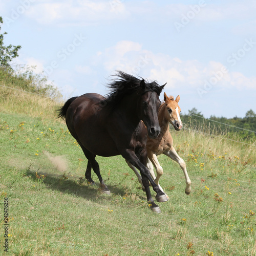 Running mare with foal on pasturage
