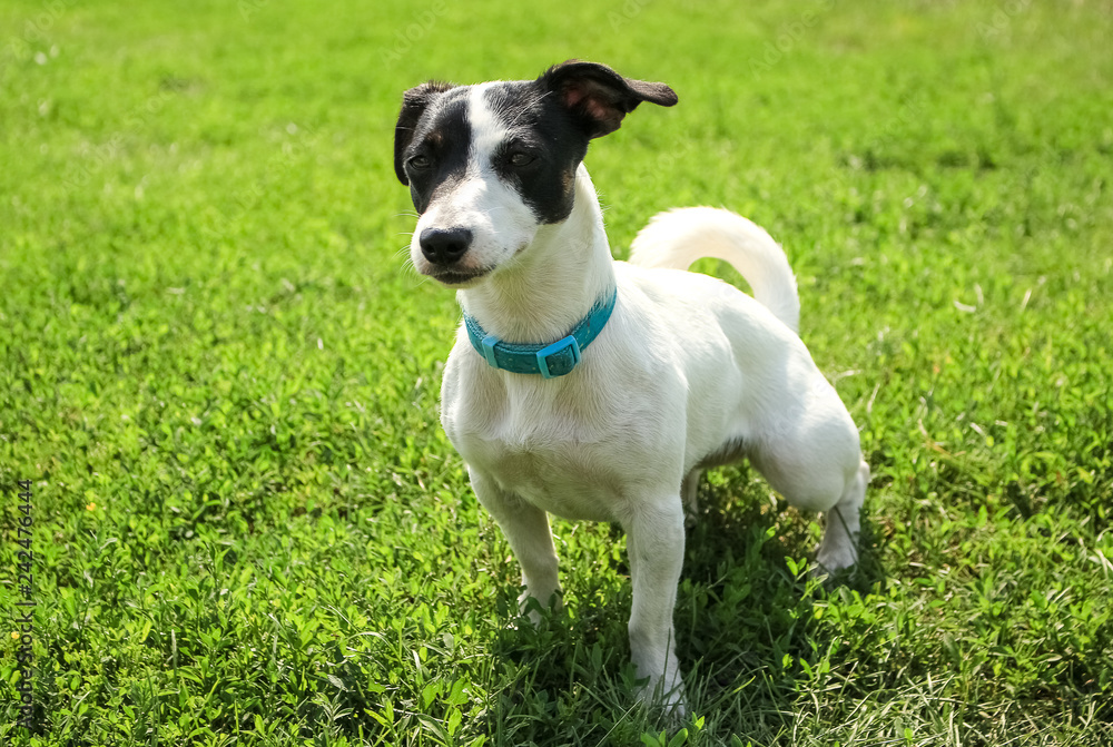 Small dog, black and white color.  Breed Jack Russell Terrier.