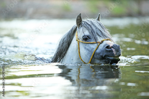 Fototapeta Naklejka Na Ścianę i Meble -  Gorgeous stallion swimming in river