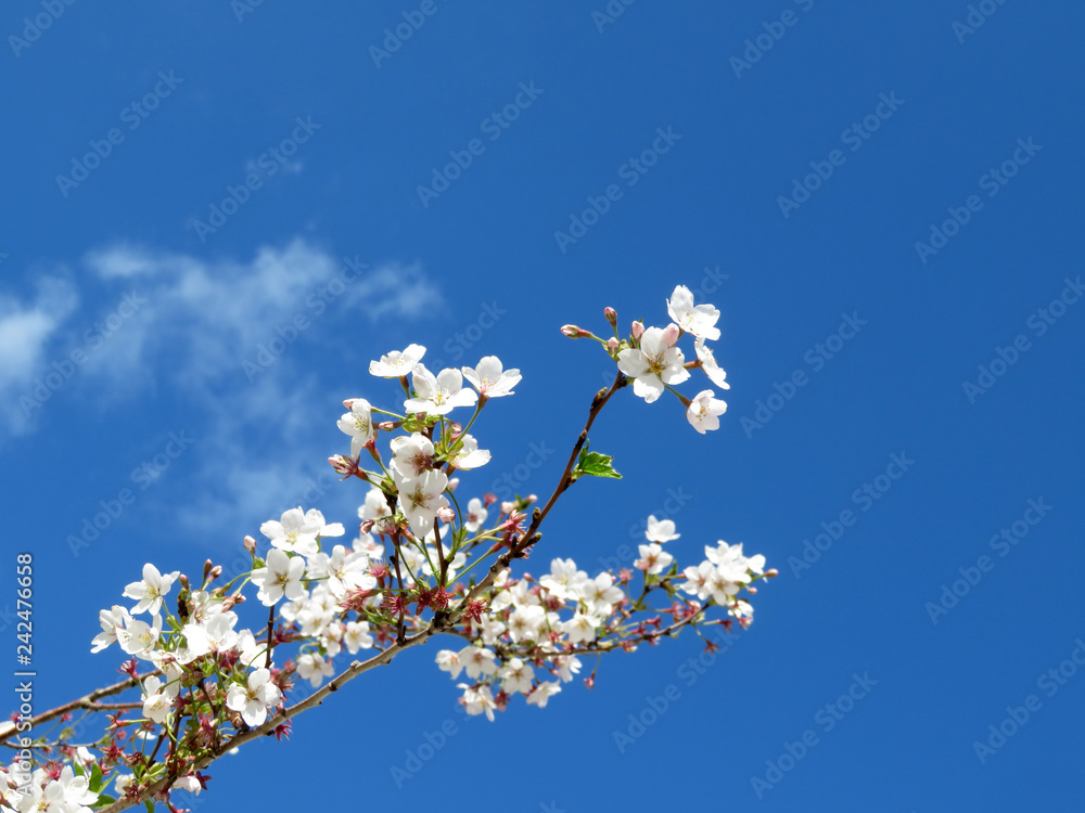 Cherry blossom. Spring Sakura flowers against the blue sky with white clouds, background for romantic greeting card Cherry blossom. Spring Sakura flowers against the blue sky with white clouds, background for romantic greeting card
