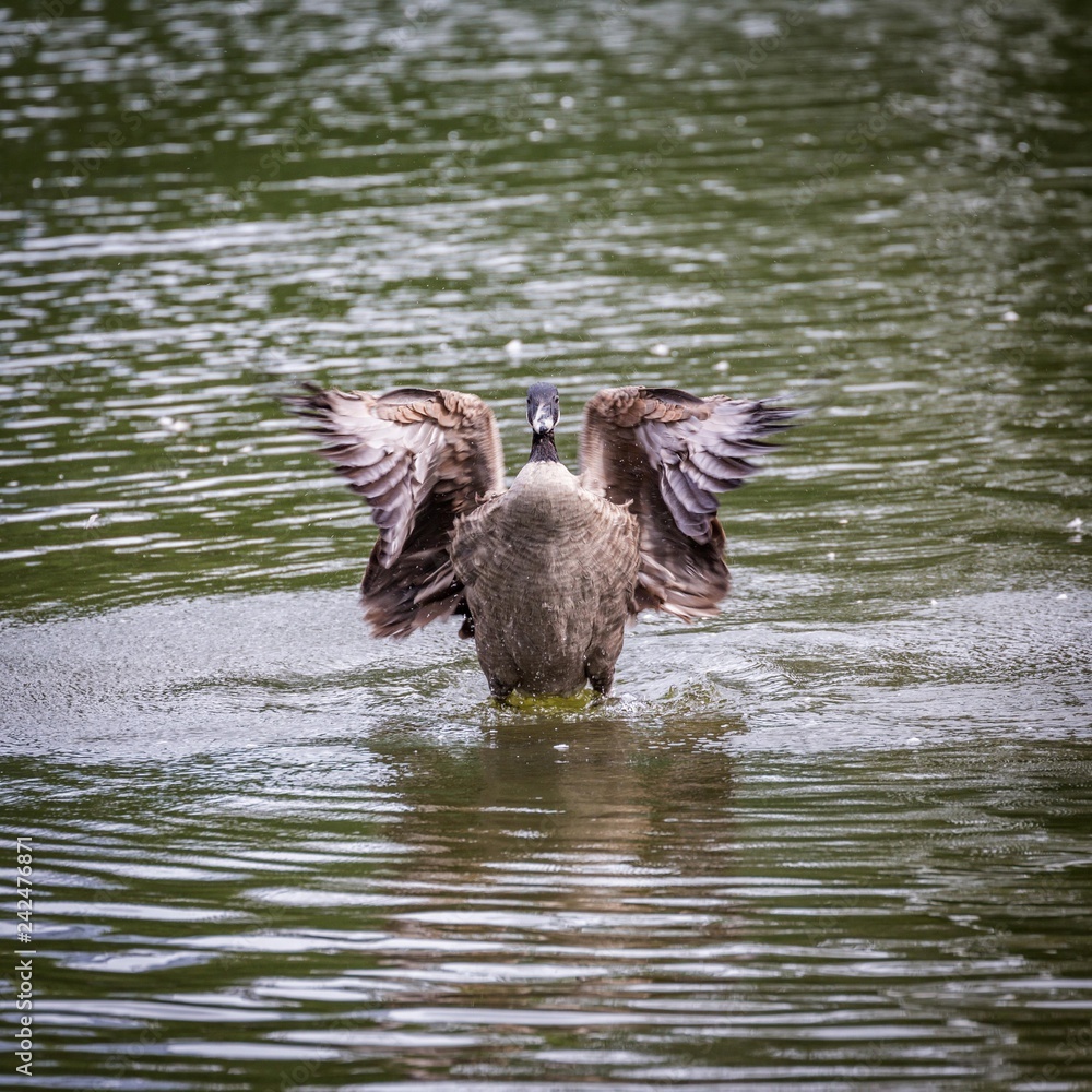 Canada goose (Branta canadensis) flaps with wings, Park Boston Common,  Boston, Massachusetts, USA, North America Stock Photo | Adobe Stock