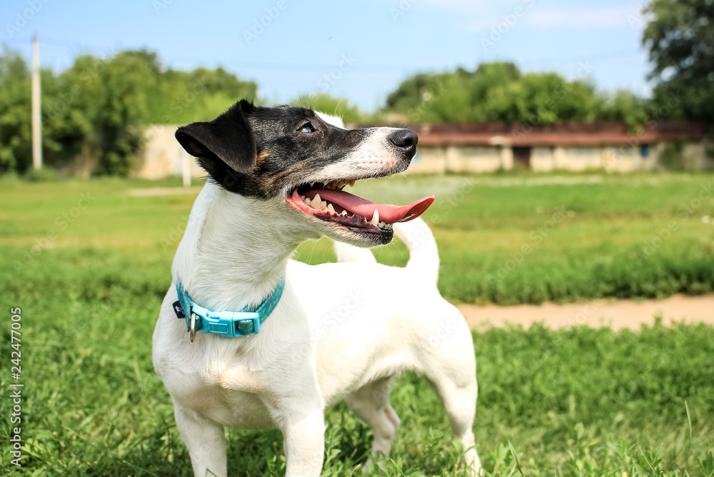 Small dog, black and white color. Breed Jack Russell Terrier stuck out a big tongue Small dog, black and white color. Breed Jack Russell Terrier stuck out a big tongue