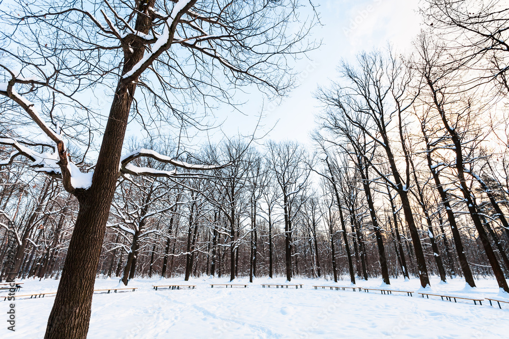 oak trees and benches around snow-covered meadow oak trees and benches around snow-covered meadow
