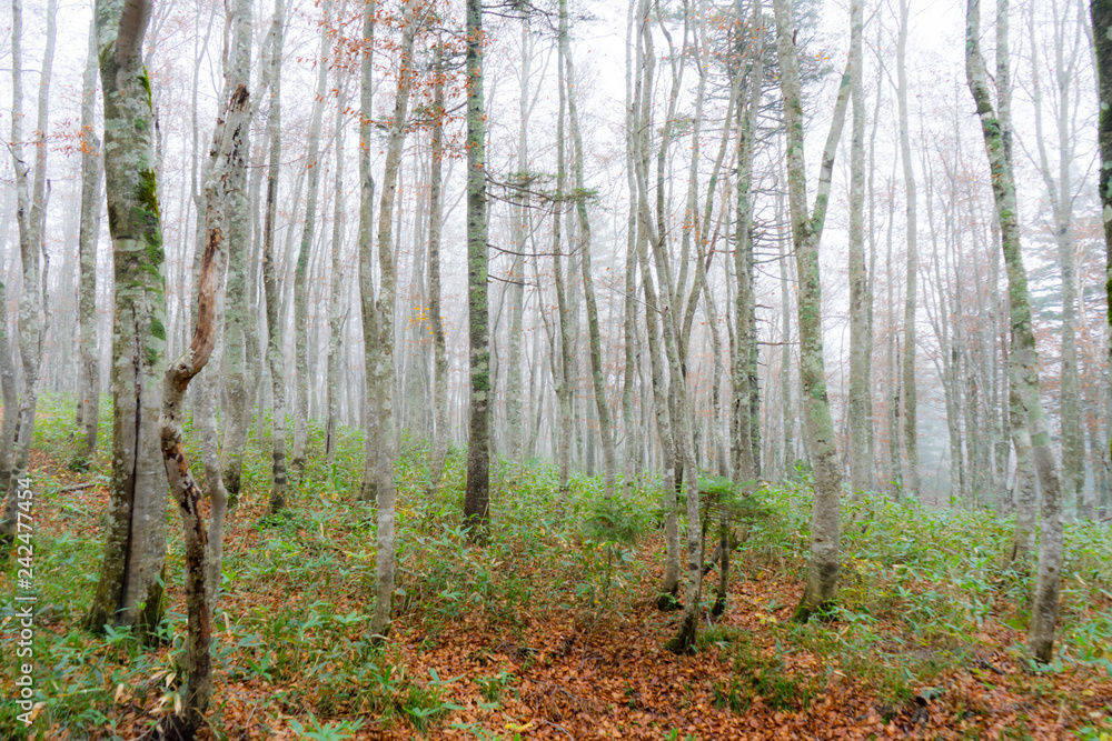 Obraz premium 紅葉 もみじ 散歩 トレッキング クアオルト 湖 道 蔵王