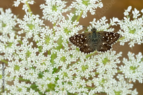 Grizzled Skipper (Pyrgus malvae), Schwaz, Tyrol, Austria, Europe photo