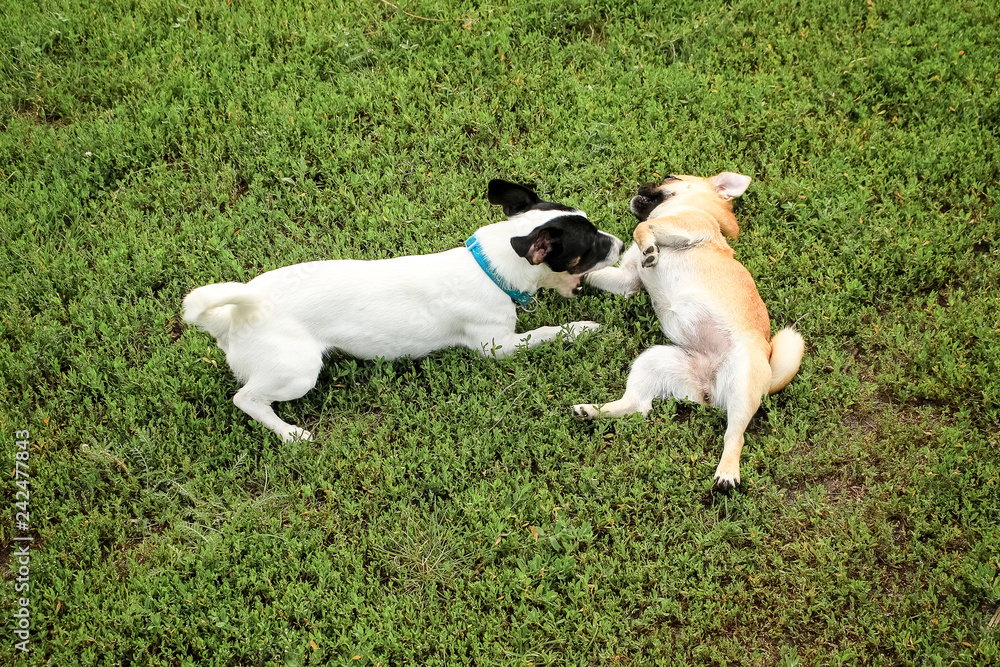 Small dogs, black and white color Jack Russell Terrier and red Petit Brabancon together play on a green meadow in the grass
