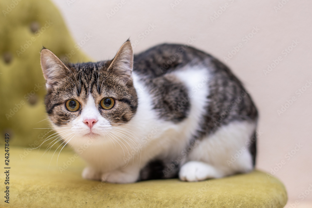 Funny cat sitting on a green sofa