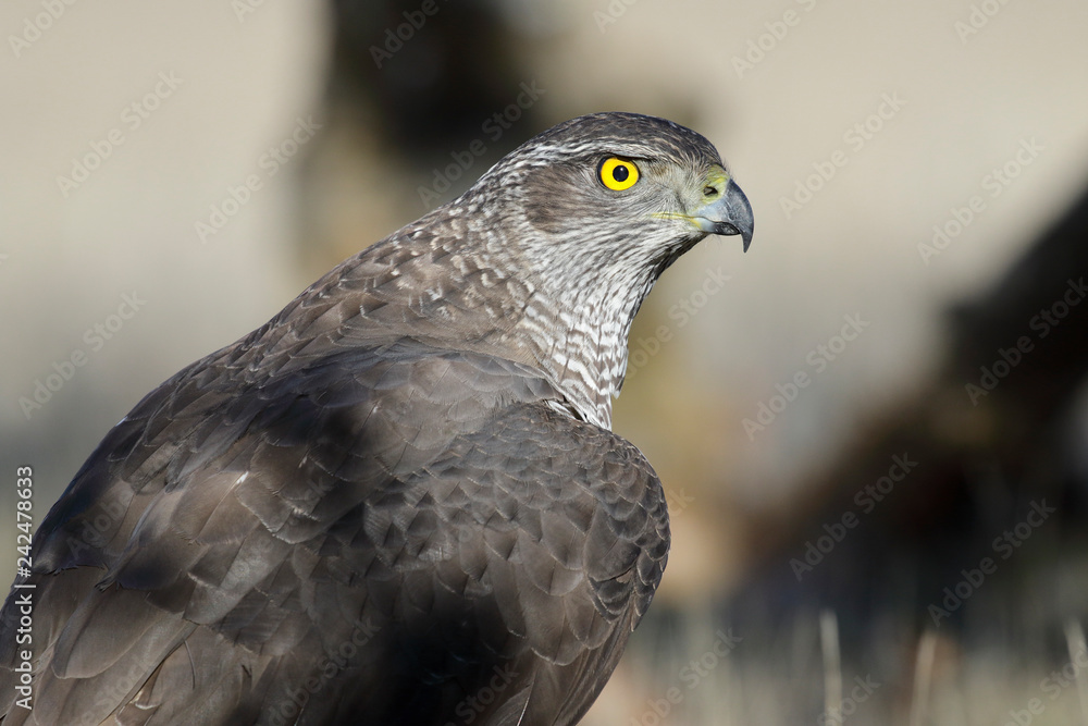 Adult Northern Goshawk close-up. Accipiter gentilis. Spain Adult Northern Goshawk close-up. Accipiter gentilis. Spain