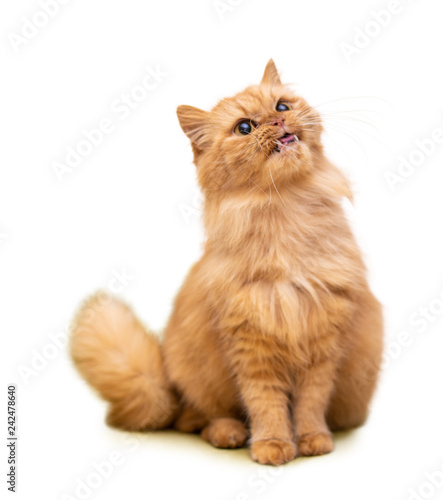 Red funny cat isolated on white background