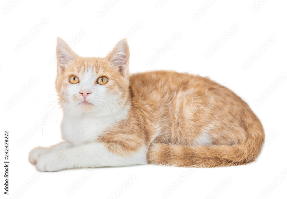 Little funny red kitten isolated on white background