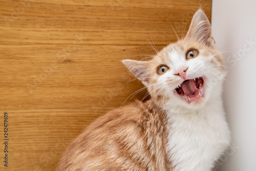 Fototapeta Naklejka Na Ścianę i Meble -  Little funny red kitten isolated on white background