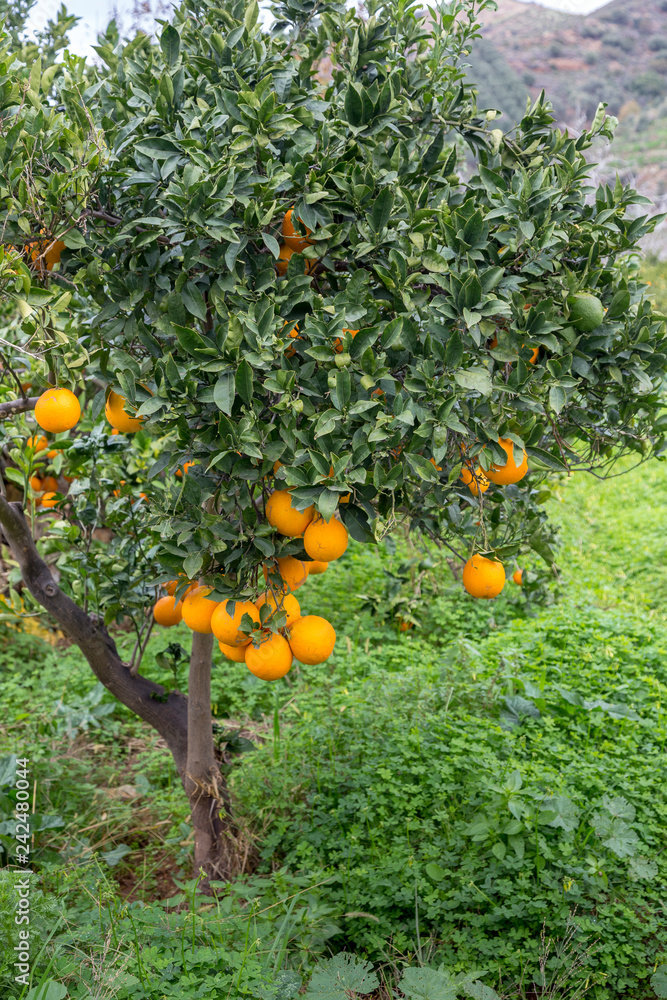 Orange tree in Crete Greece