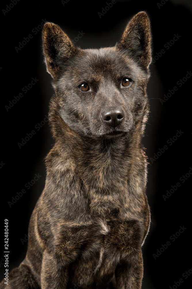 Portrait of a proud female Kai Ken dog the national japanese glancing away at the camera on a black background