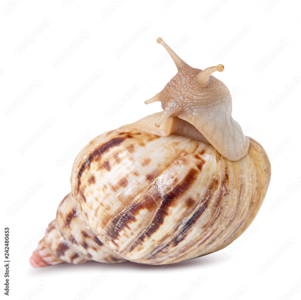 Snail isolated on white background