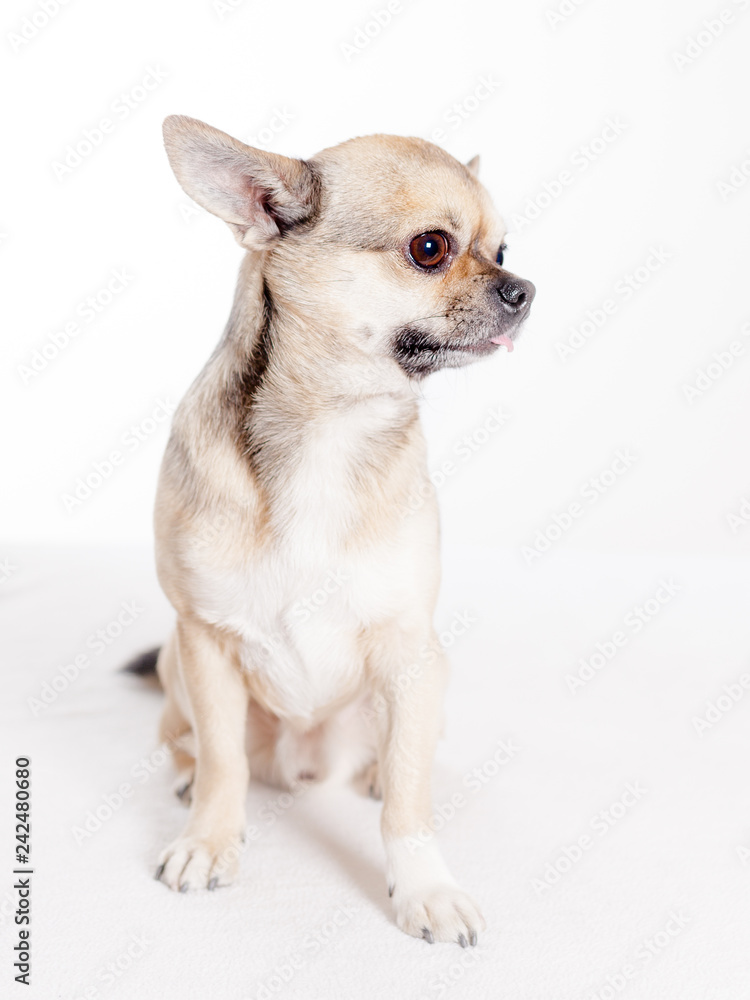 adorable chihuaua side view in studio 
