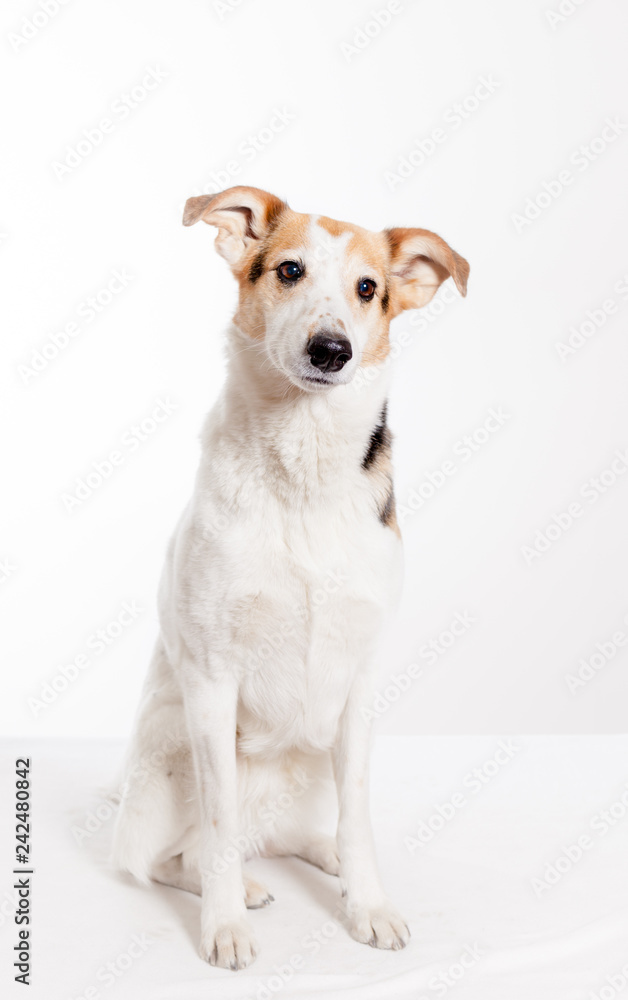 cute short haired  collie sitting in studio with white background