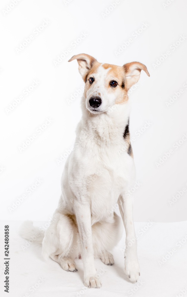 one collie sitting in studio with white background