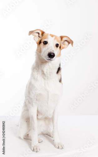 cute short haired  collie sitting in studio with white background