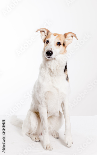 one collie sitting in studio with white background