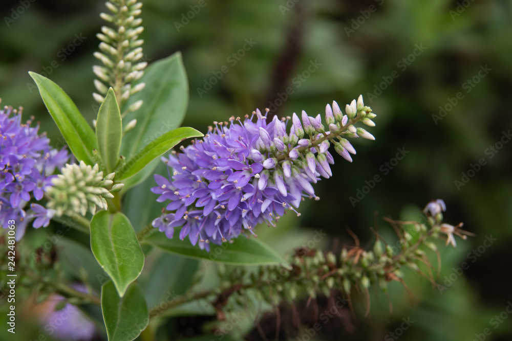 Hebe Flowers in Bloom in Winter Hebe Flowers in Bloom in Winter