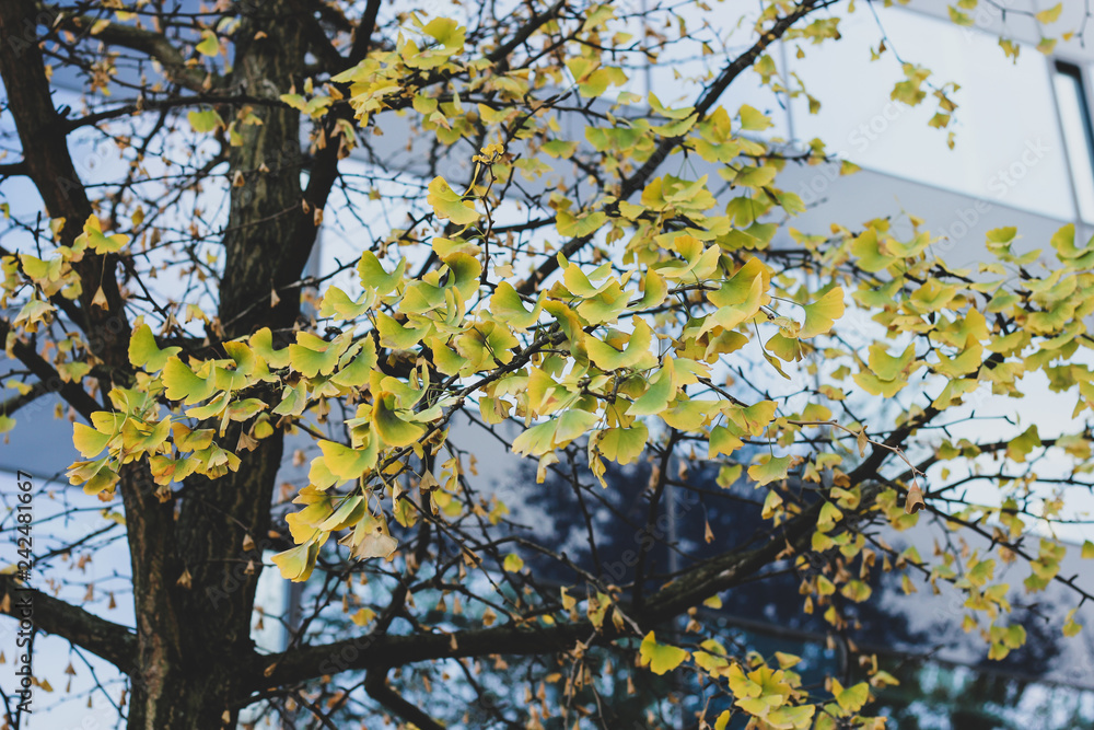 Ginko tree with green and yellow leaves in front of a city building with big windows. Autumn orange and yellow greenery photo Ginko tree with green and yellow leaves in front of a city building with big windows. Autumn orange and yellow greenery photo