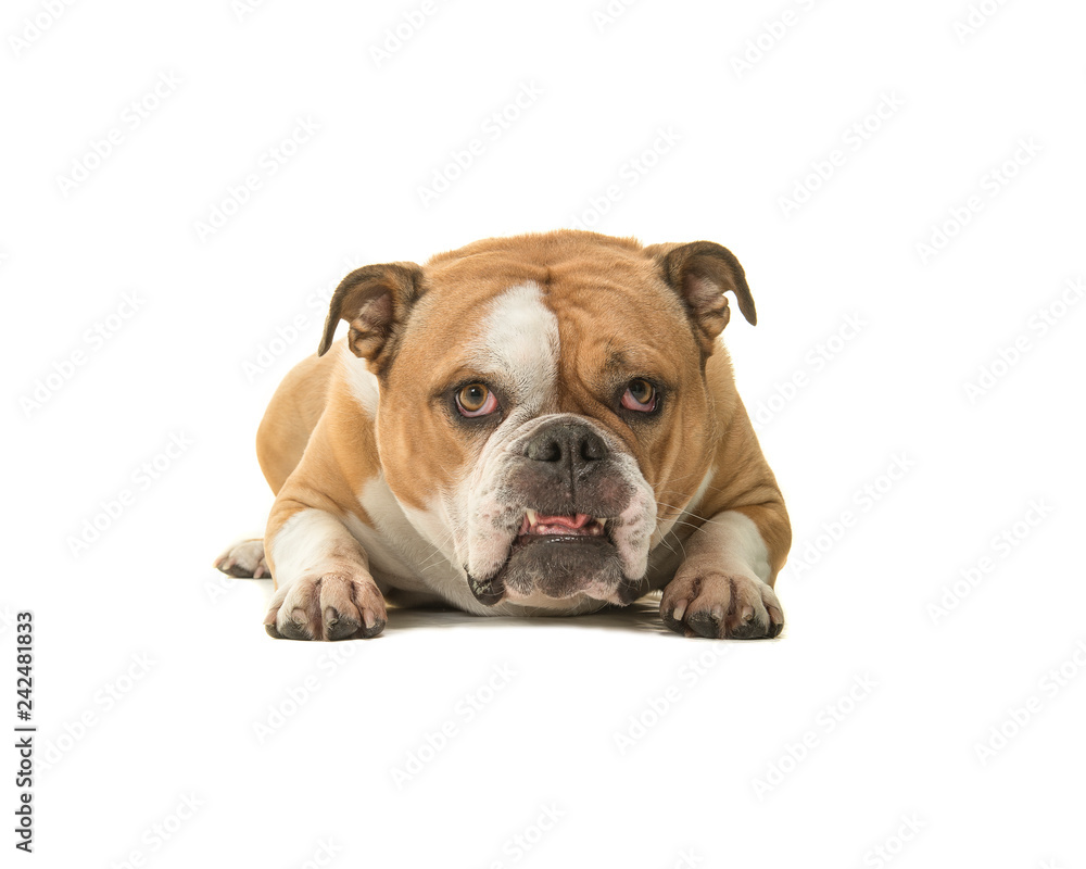 Cute english bulldog lying down seen from the front looking at the camera isolated on a white background