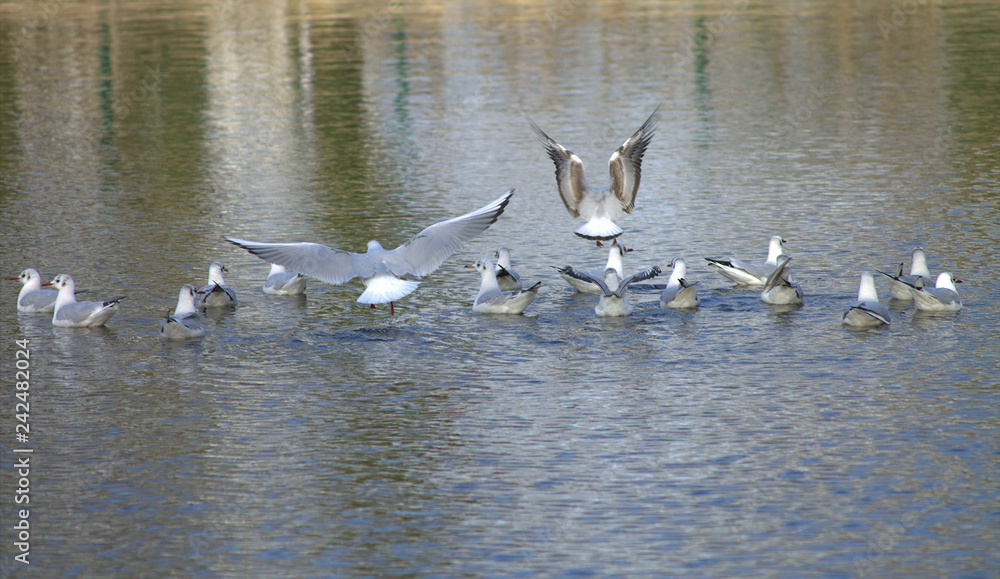 Gulls on the water in the cold winter sun.