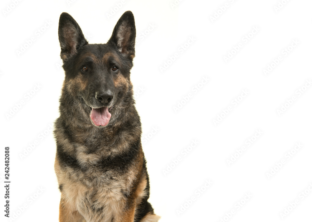 Portrait of a German shepherd dog with mouth open isolated on a white background