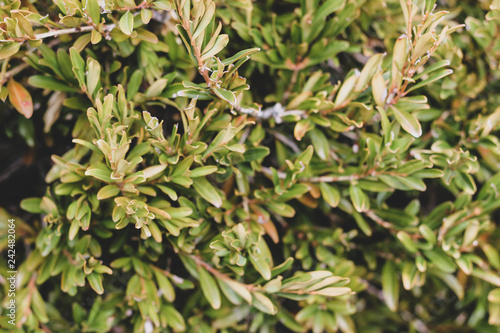 Bright close up of curly oval light green and yellow leaves on dark background. Autumn sunny mess of fresh bush greenery closeup © Tatahnka