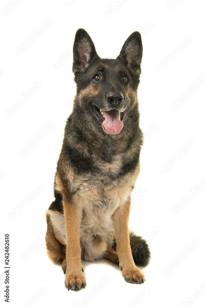 Sitting german shepherd dog looking up with mouth open isolated on a white background