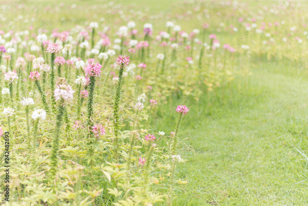 A beautiful field of flowers in the morning fog A beautiful field of flowers in the morning fog