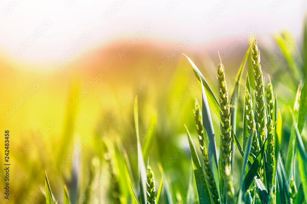 Close-up of warm colored green wheat heads and high thin blades on sunny summer or spring day on soft blurred foggy meadow wheat field background. Agriculture, farming and rich harvest concept.