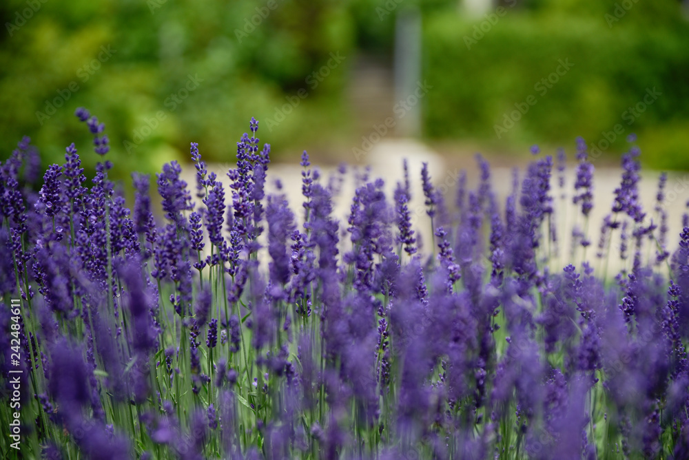 Naklejka premium lavender meadow on a sunny day