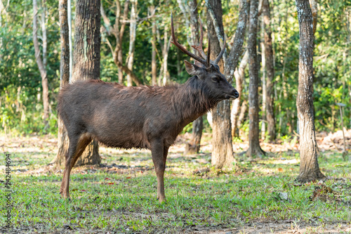 Thai male deer freely live in a jungle of national park of northeast of Thailand