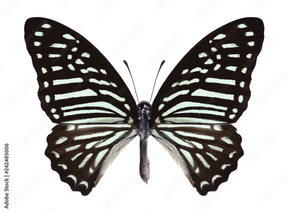 Fototapeta premium Butterfly Graphium macareus (male) on a white background
